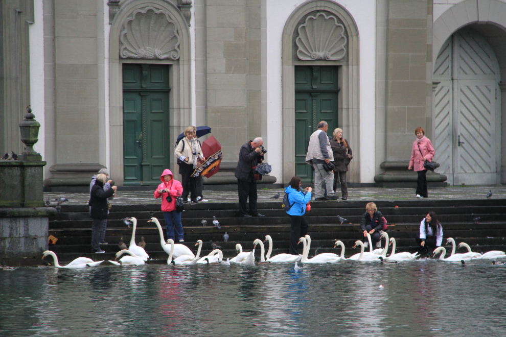 Swans in Lucerne, Switzerland