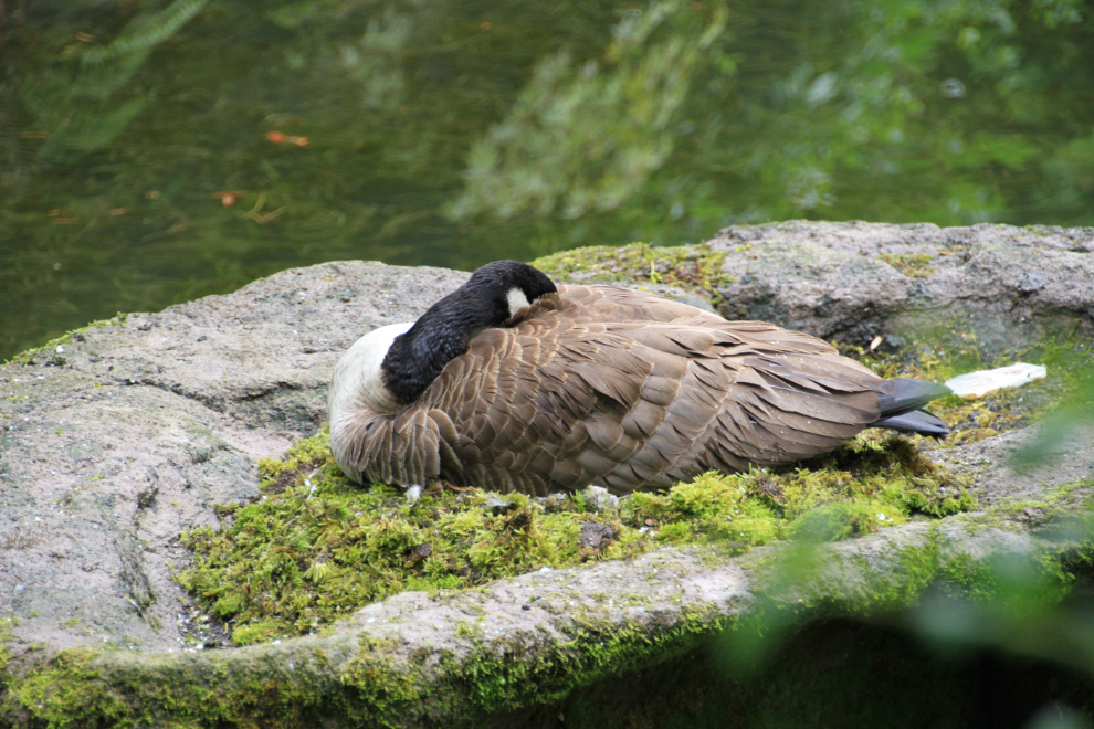Canada goose nesting at Dr. Sun Yat-Sen Park in Vancouver
