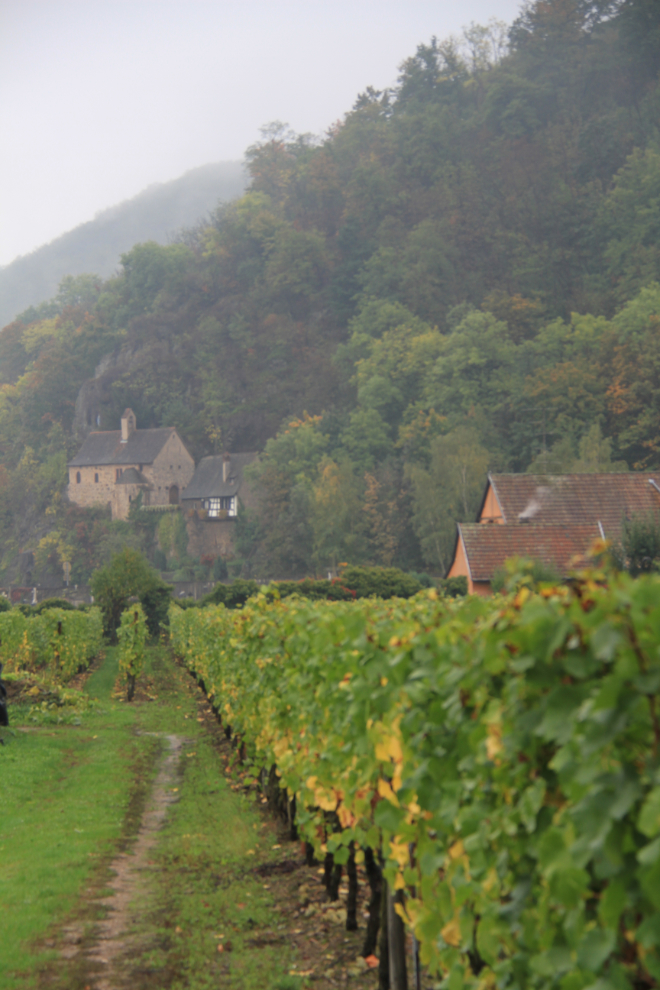 Vineyard at Kayserberg, France