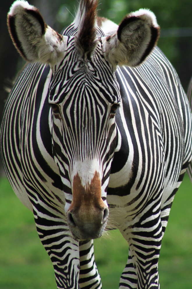 Zebra at the Calgary Zoo