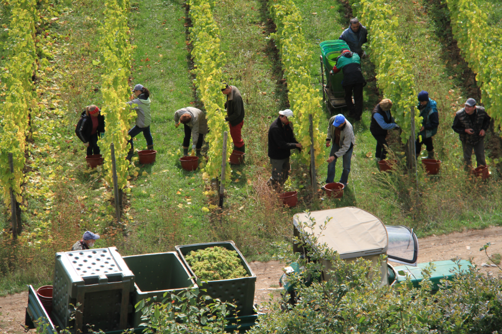 Grape harvesting at Rudesheim