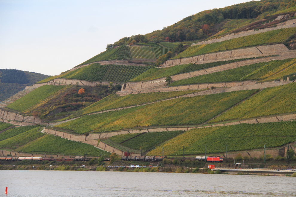 Vineyards along the Rhine River