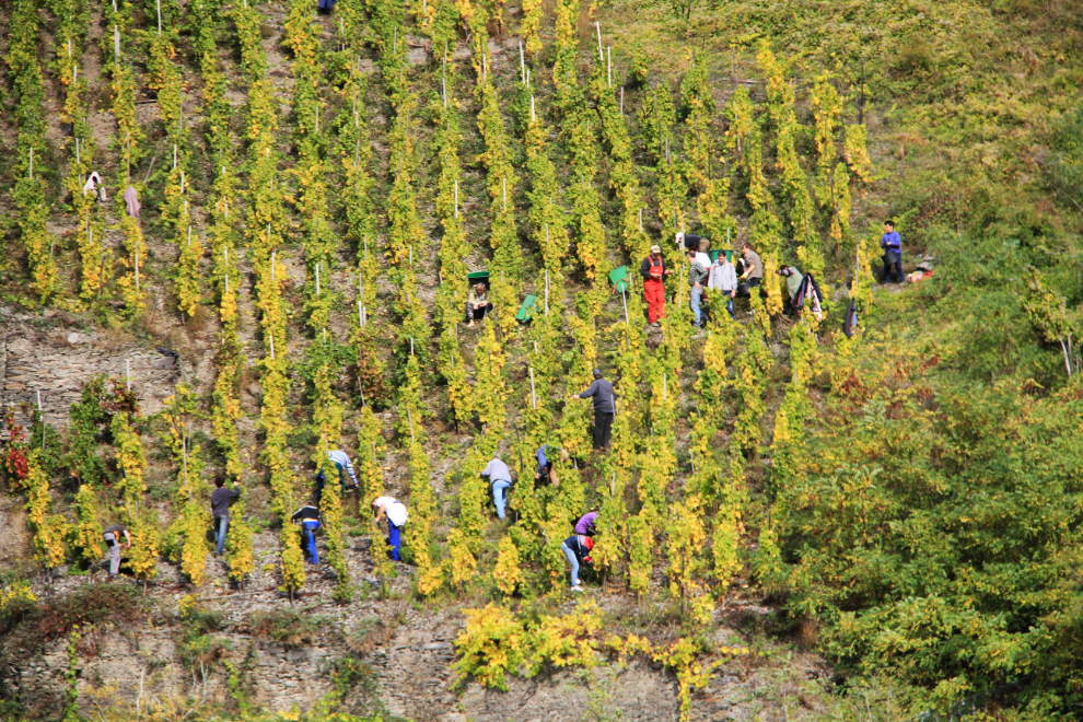 Very steep vineyard along the Rhine River