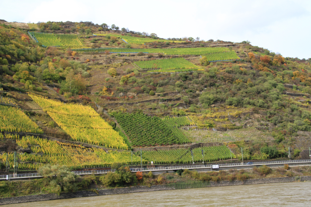 Very steep vineyards along the Rhine River
