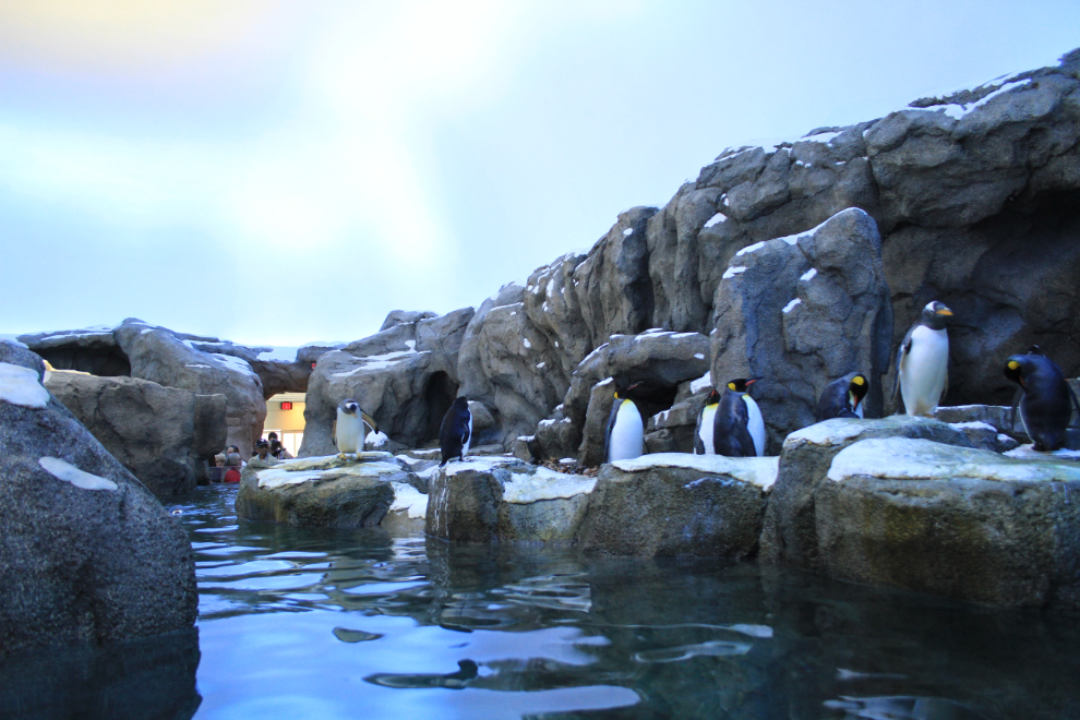 Penguin Plunge at the Calgary Zoo