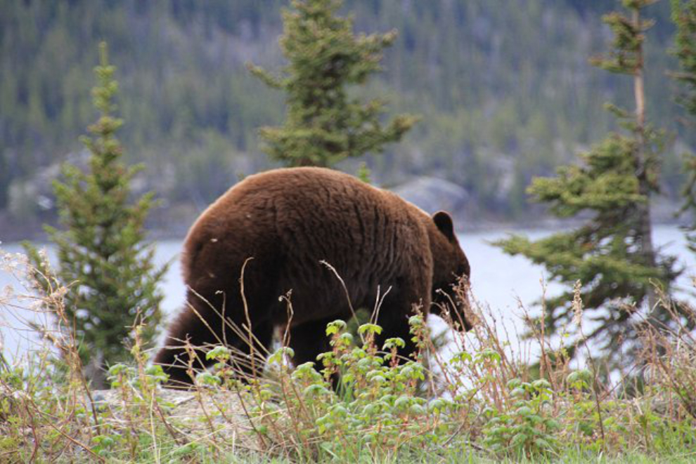 Bear along the South Klondike Highway