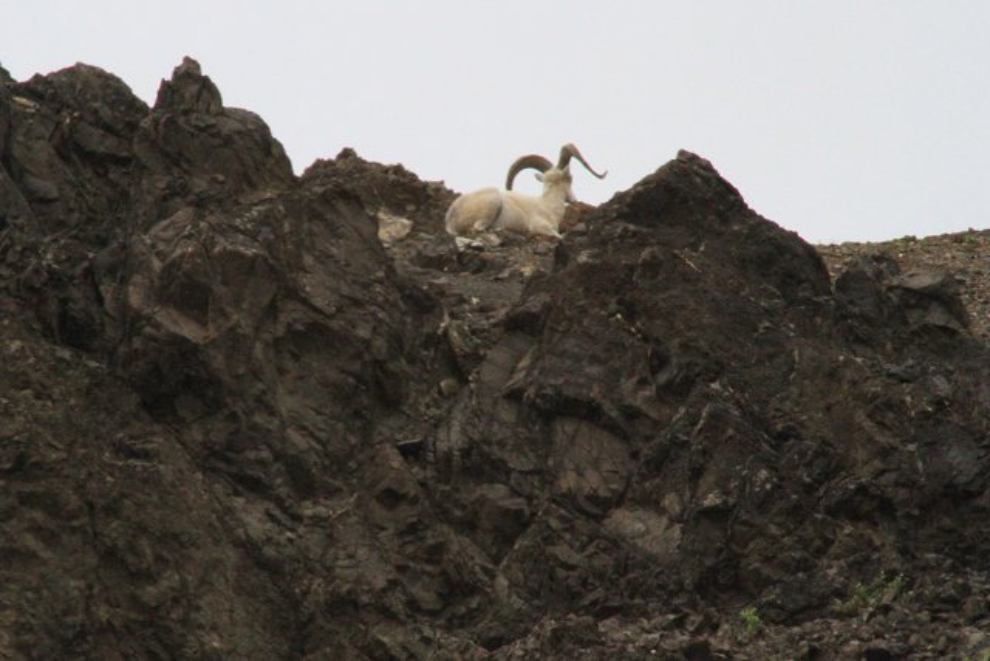 Dall sheep ram in Denali