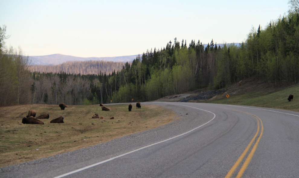 Wood bison along the Alaska Highway