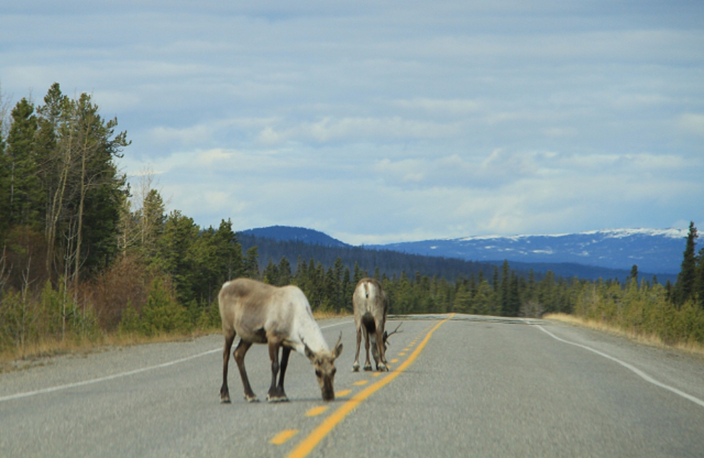 Caribou on the Alaska Highway in the Yukon
