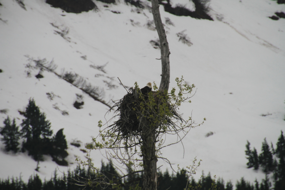 Bald eagle nest along the Alaska Railroad