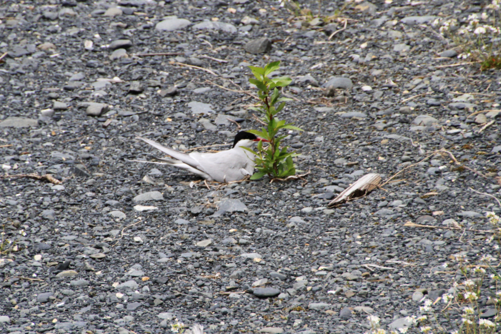 Arctic tern nesting beside the Alaska Railroad