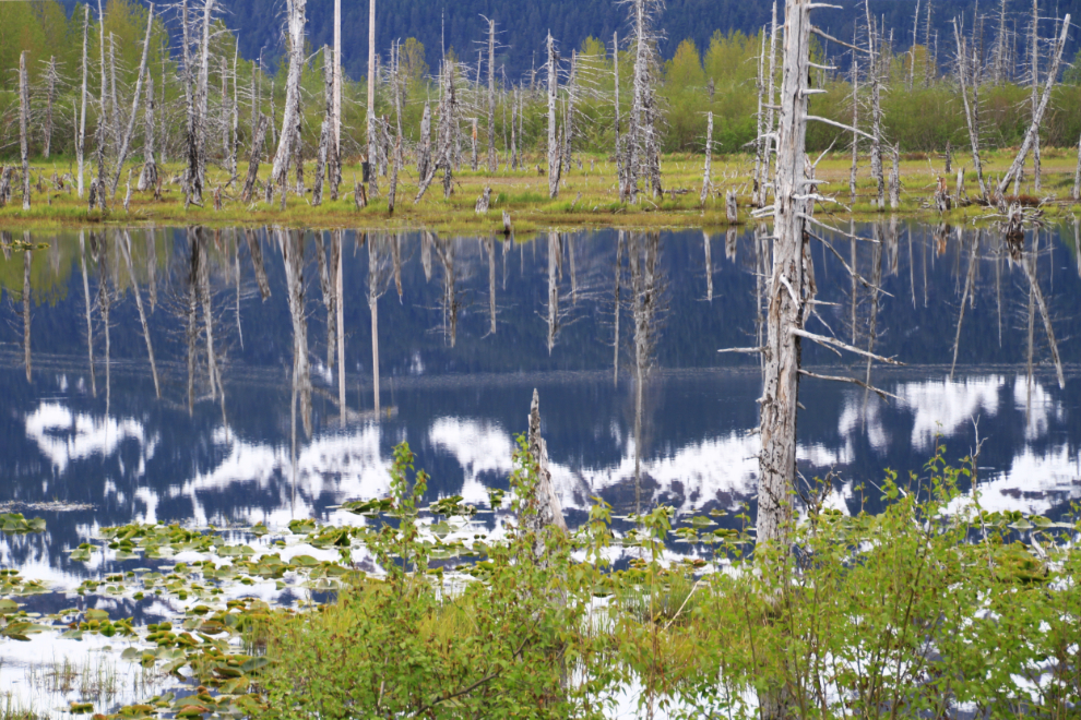 Marsh at Portage, Alaska