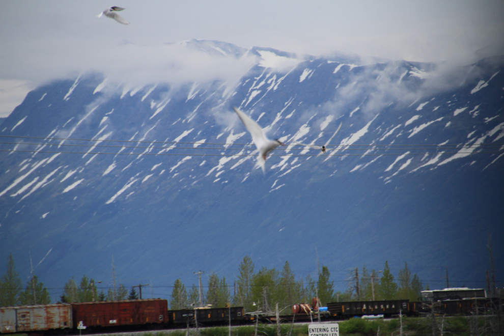 Arctic terns attacking an Alaska Railroad train