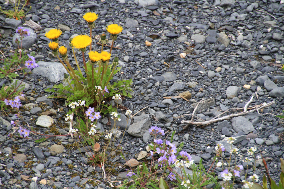 Wildflowers beside the Alaska Railroad
