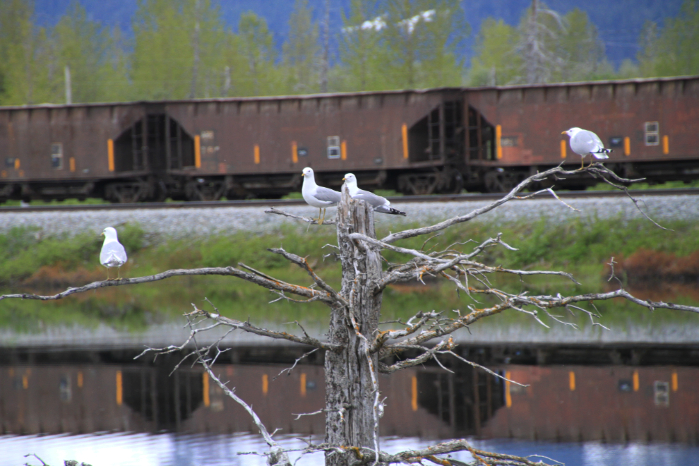 Mew gulls at Portage, Alaska