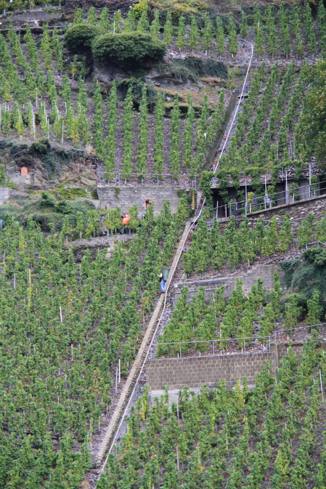 An extremely steep vineyard along the Mosel River