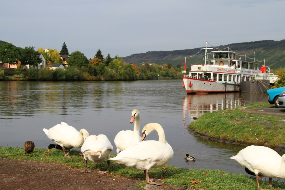 Swans and a cruise ship at Bernkastel, Germany