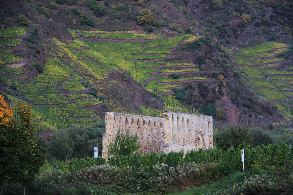 Church ruins and vineyards along the Mosel River