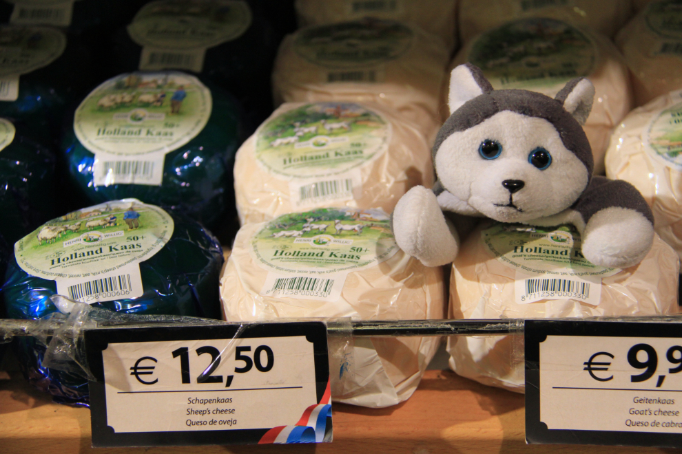 Nanook with cheese at Zaanse Schans