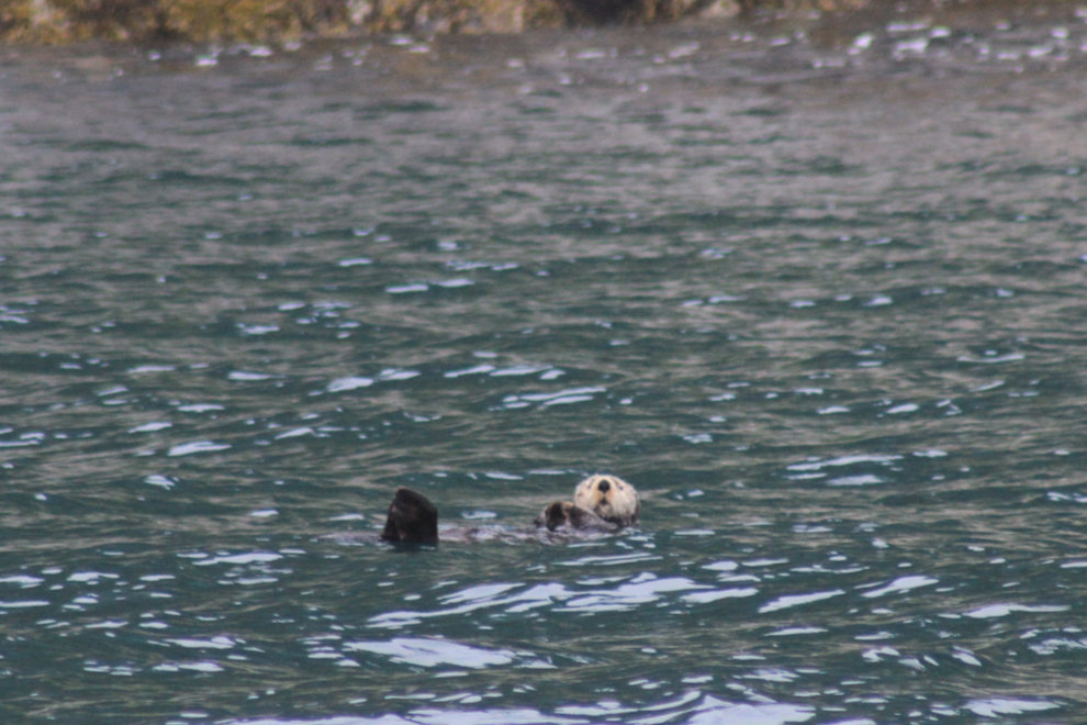 Northern sea otter (Enhydra lutris kenyoni) in Kenai Fjords National Park, Alaska