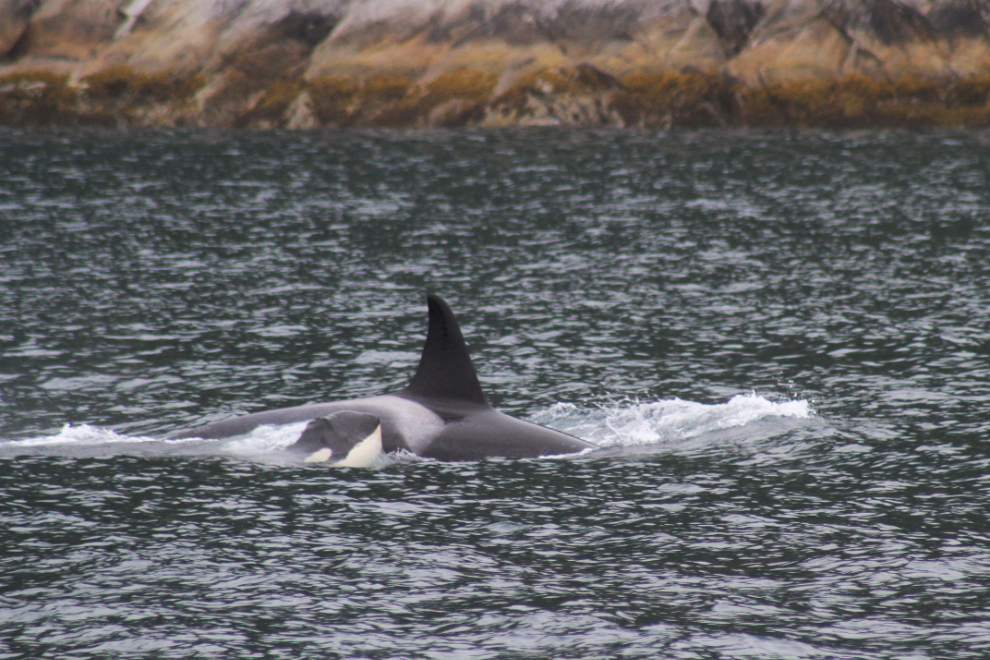 Mother and baby orca in Kenai Fjords National Park, Alaska