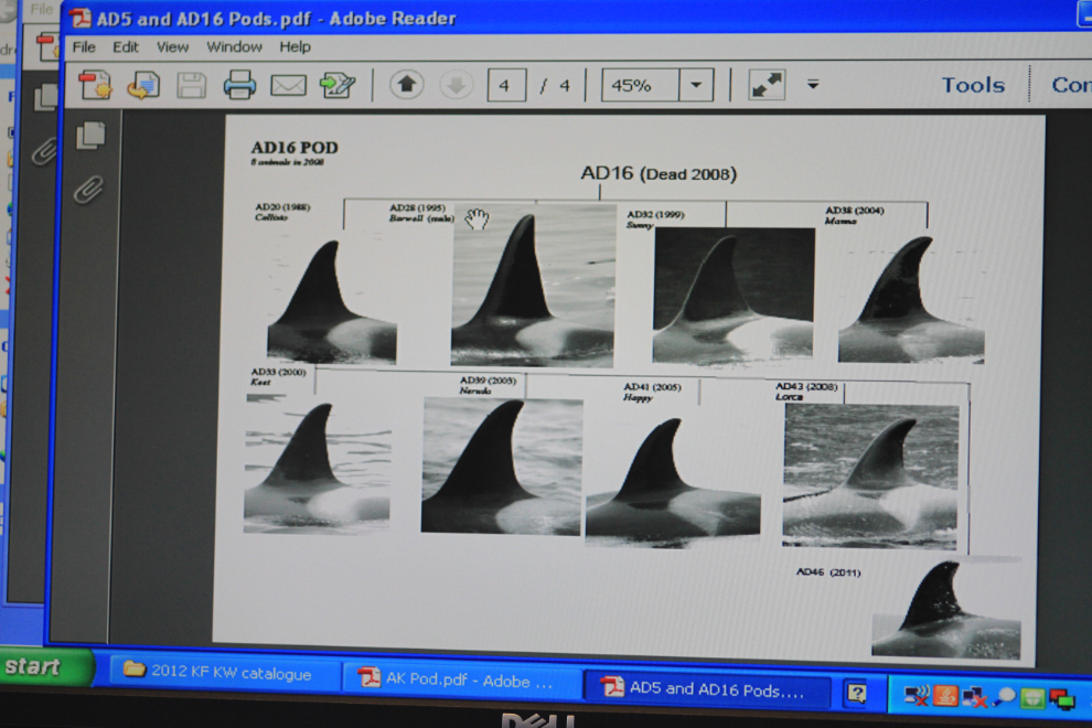 The guide showed us the charts they use for identifying each whale.