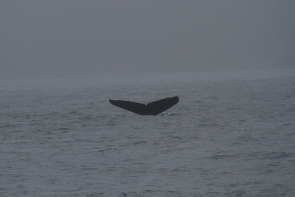Humpback whale in Kenai Fjords National Park, Alaska