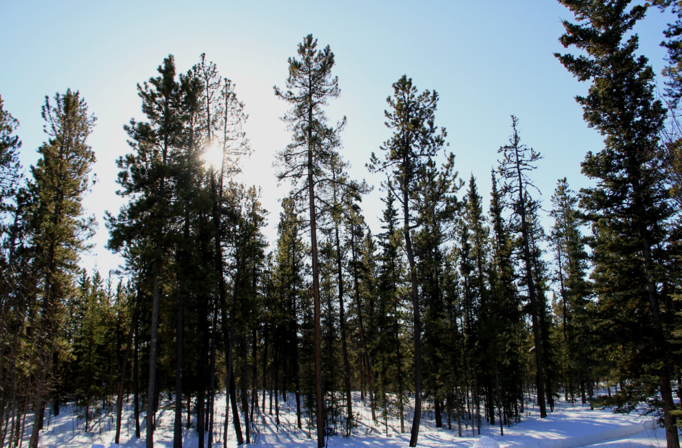 Pine forest in the Yukon
