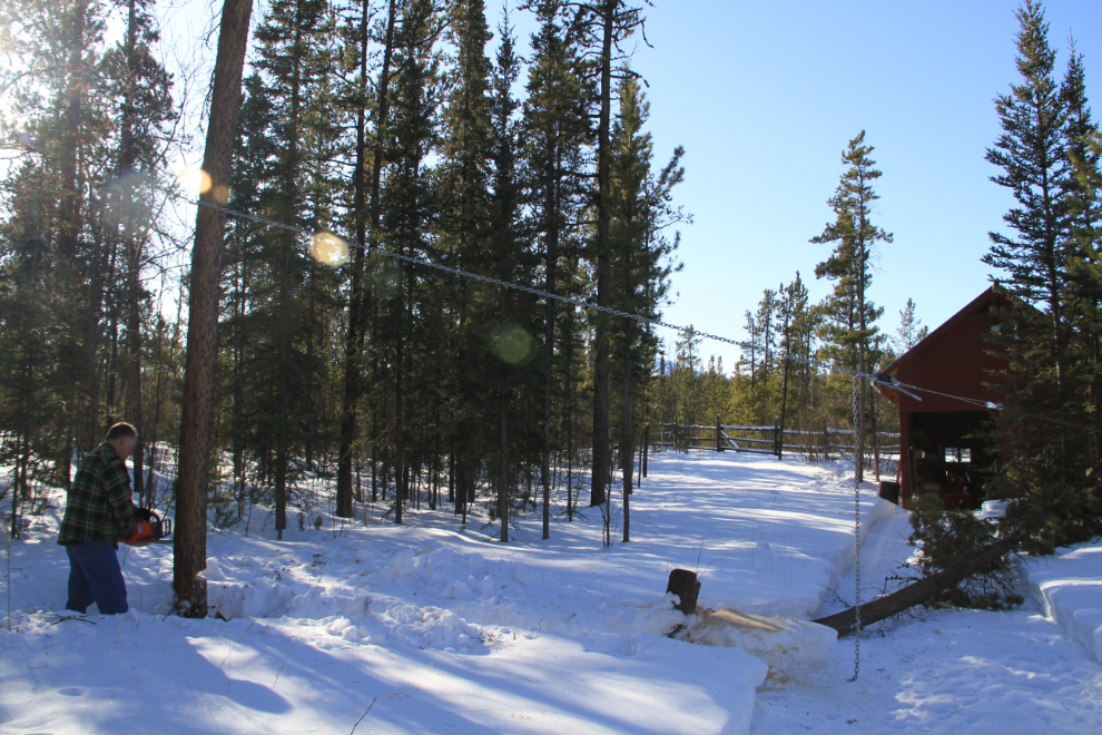 Logging a pine forest in the Yukon