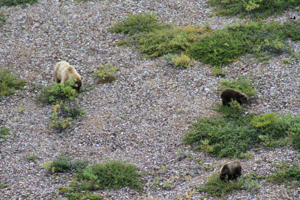 Grizzly bears in Denali National Park