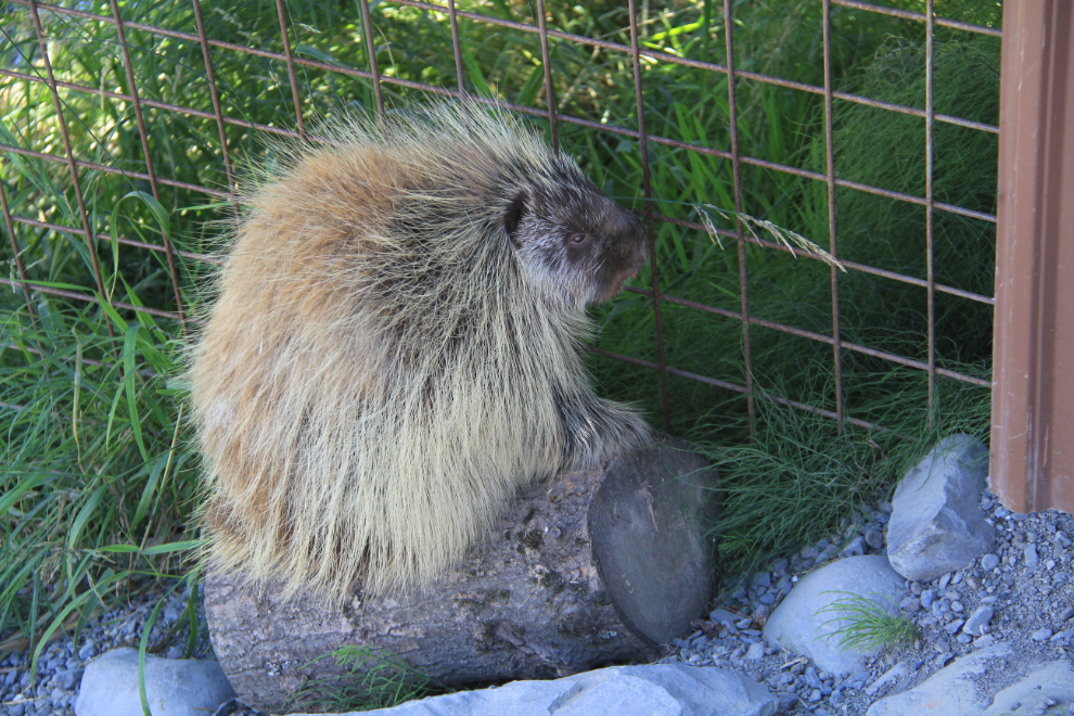  Porcupine at the Alaska Wildlife Conservation Center