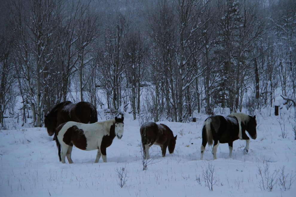 Wild horses along the Alaska Highway