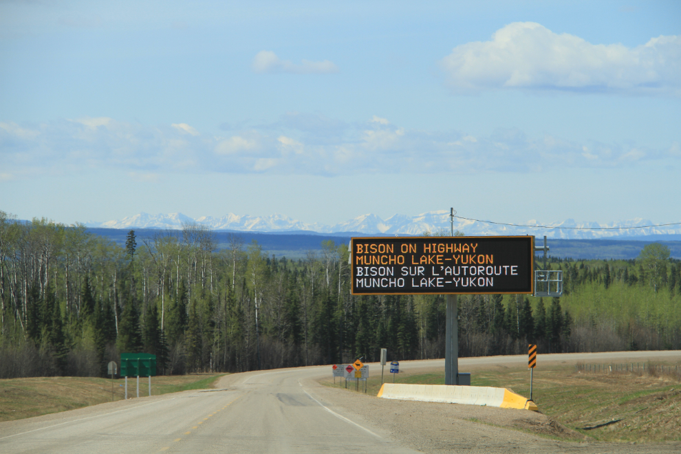 Bison warning sign on the Alaska Highway