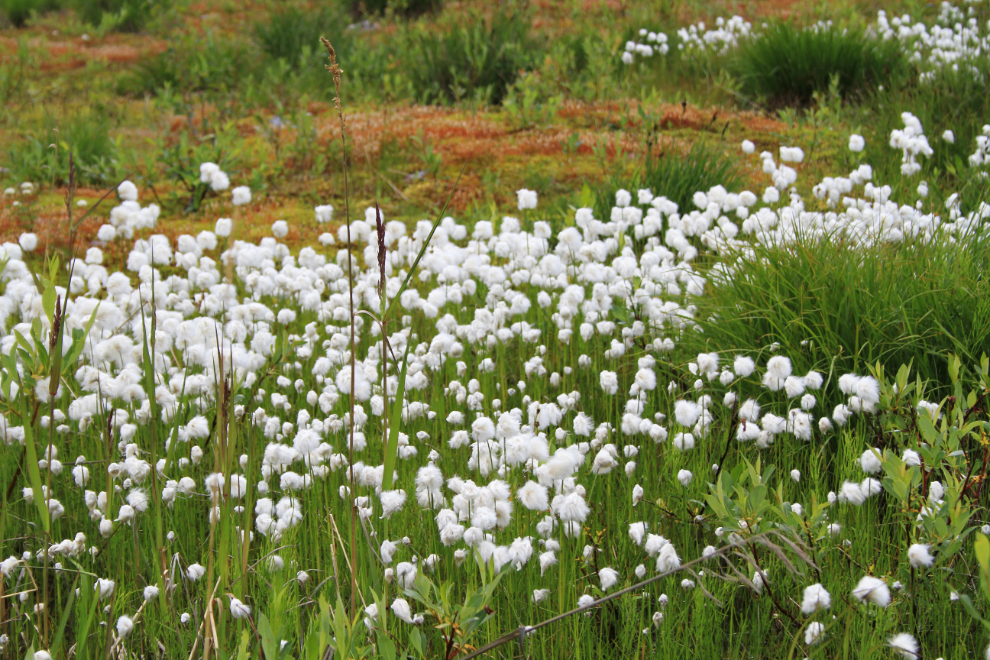 Arctic cotton grass