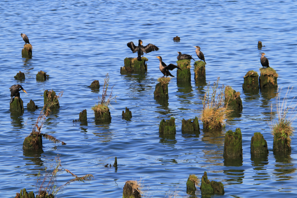 Cormorants at Astoria, Oregon