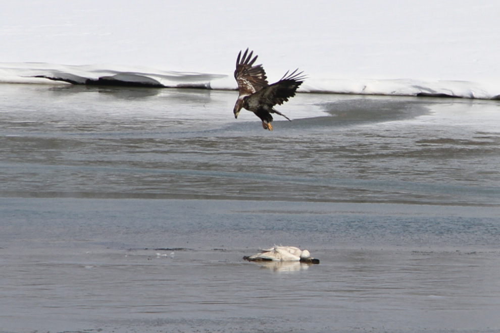 Bald eagle with a dead Trumpeter swan