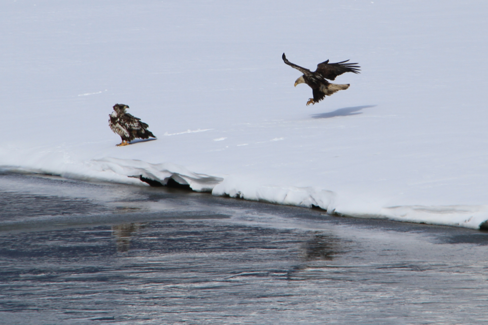 Bald eagles on frozen Lake Bennett, Yukon