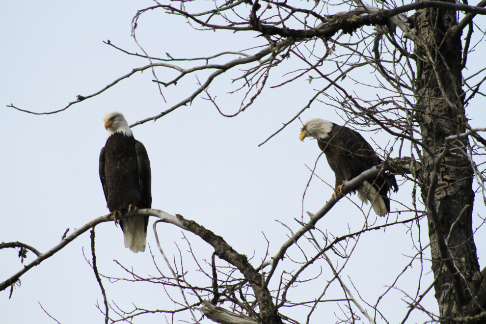 Bald eagles at Haines, Alaska