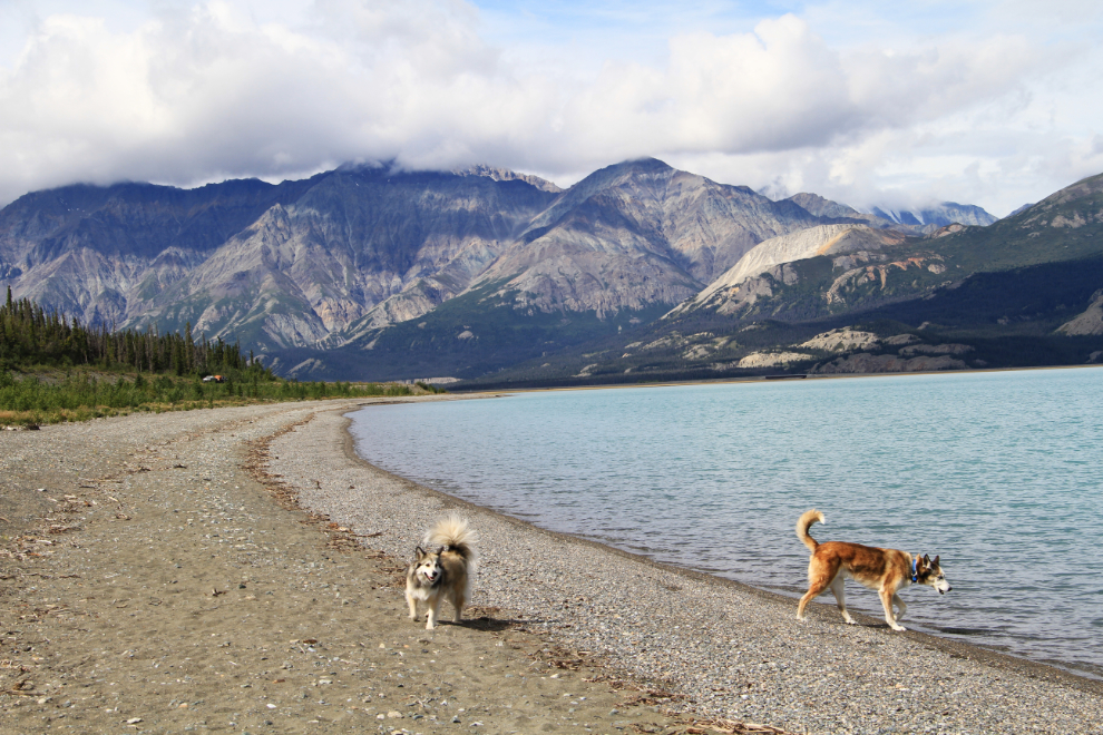 Huskies at Kluane Lake, Yukon