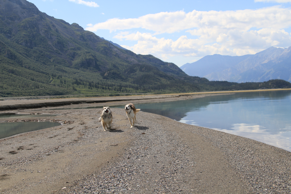 Dogs running on the beach at Kluane Lake, Yukon