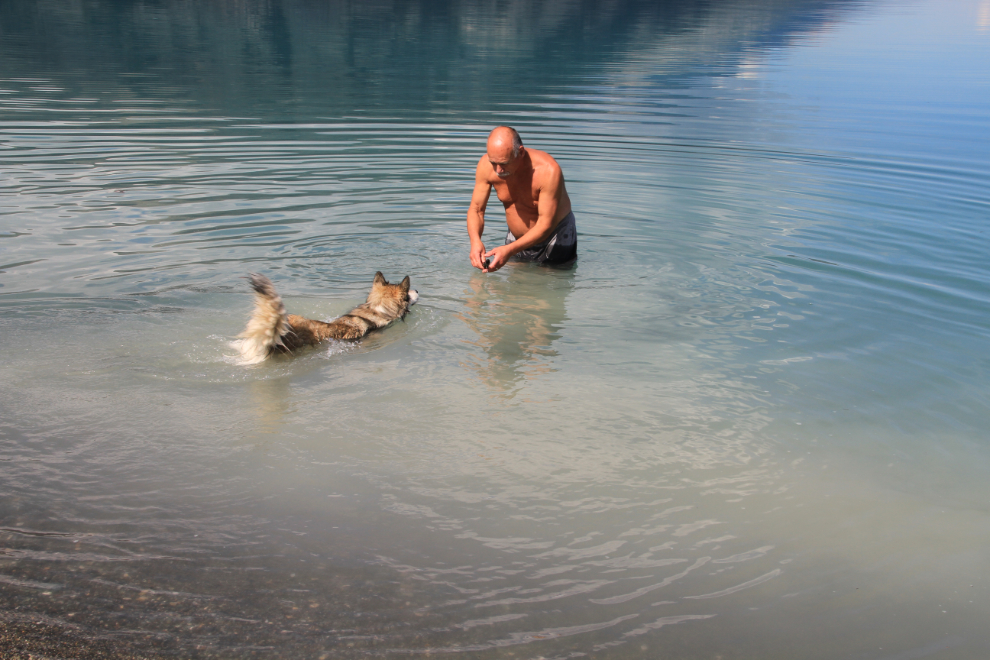Teaching puppy to swim at Kluane Lake, Yukon