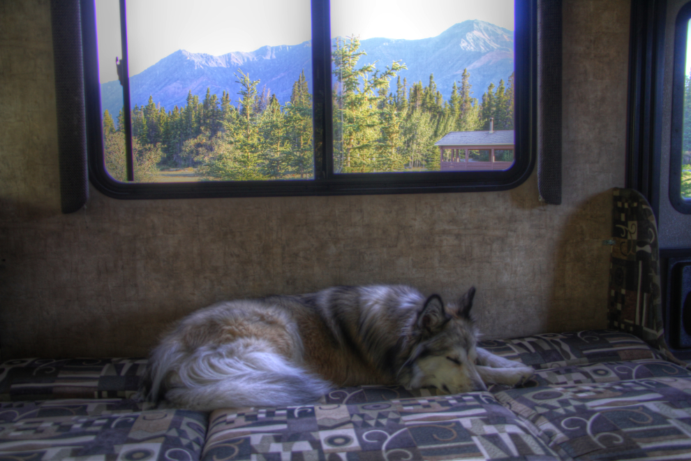 My puppy Bella in our RV
