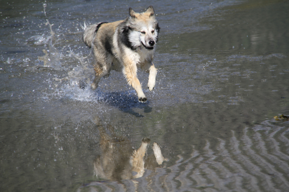 Husky puppy playing on the beach at Skagway, Alaska