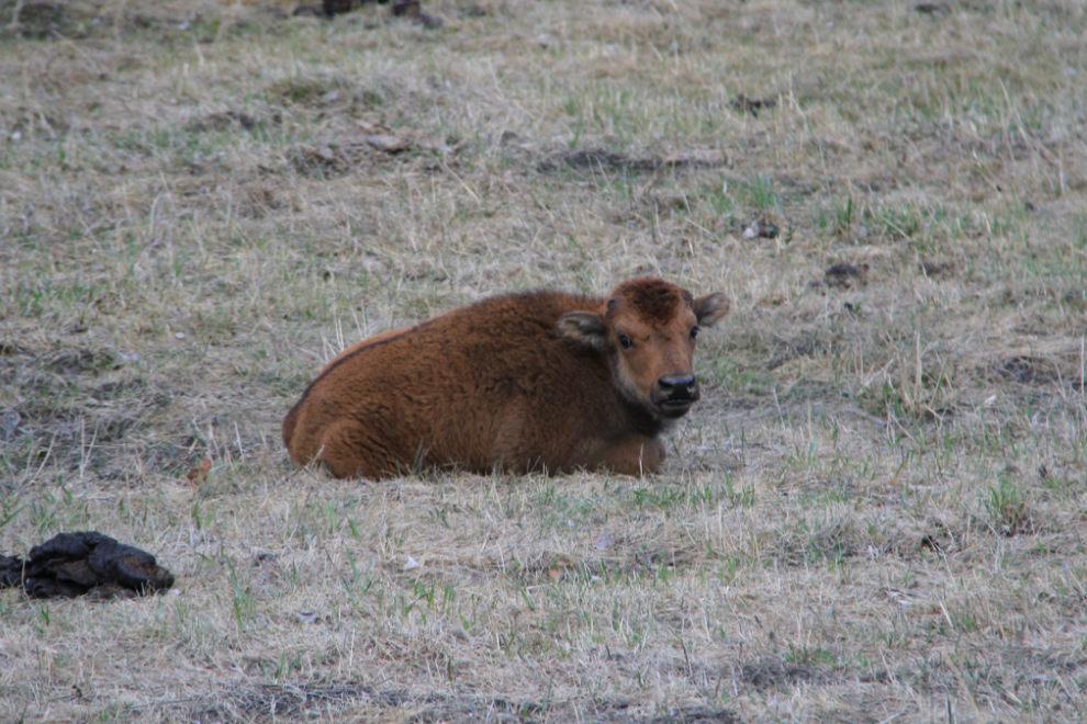 Wood bison calf along the Alaska Highway