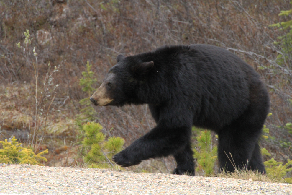 Black bear along the South Klondike Highway