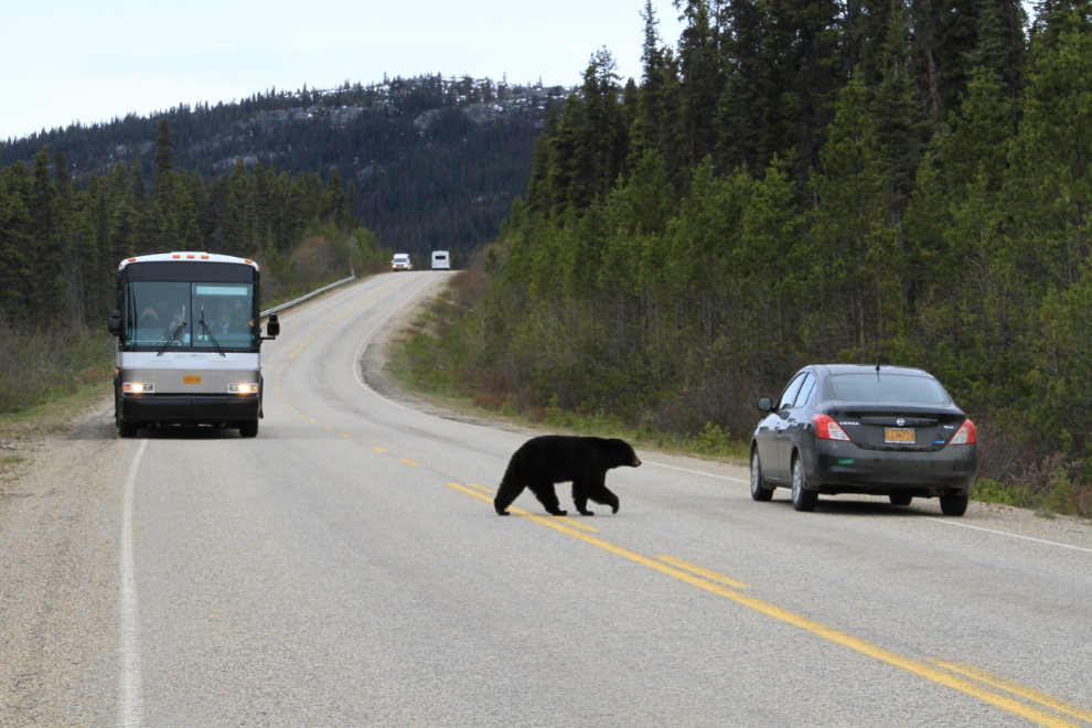 Black bear along the South Klondike Highway