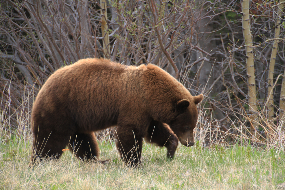 Cinnamon bear along Tutshi Lake, BC