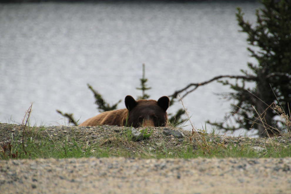 Bear along the South Klondike Highway