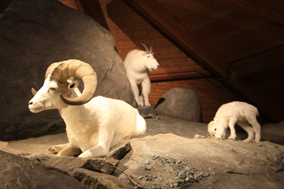 Kluane Museum of Natural History in Burwash Landing, Yukon 
