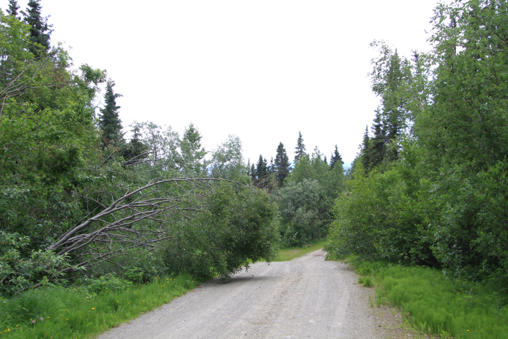 Trees across the South Canol Road, Yukon